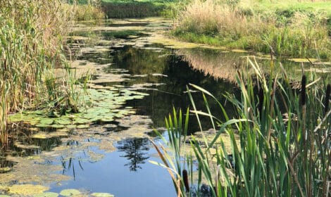 Golfen in Böhmen