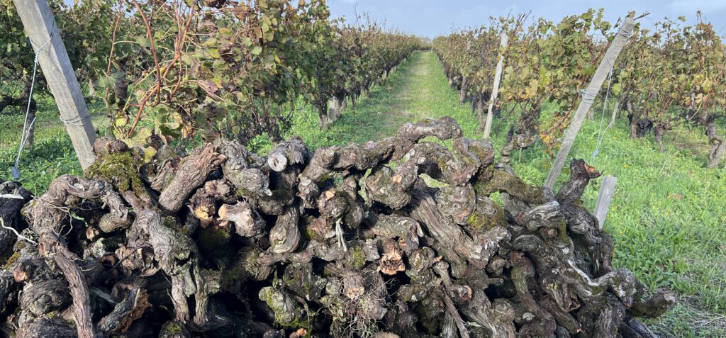 Weinreben im Bordeaux